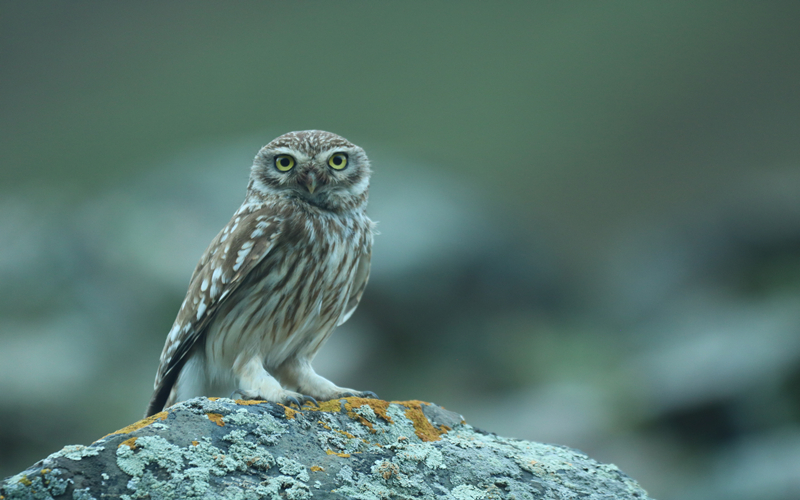 縱紋腹小鸮。江文江措攝