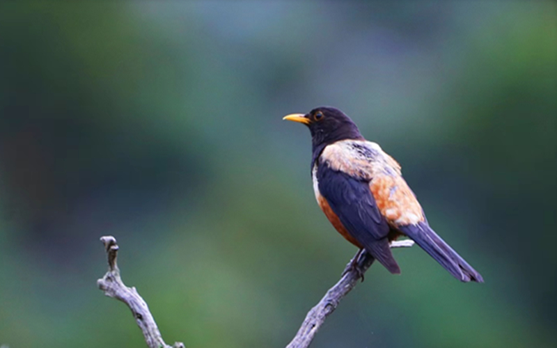 棕背黑頭鶇。江文江措攝