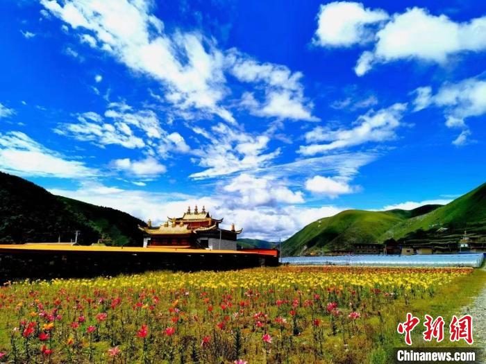 近百畝百合花競(jìng)相開放，景色誘人?！∪捞量h委宣傳部供圖