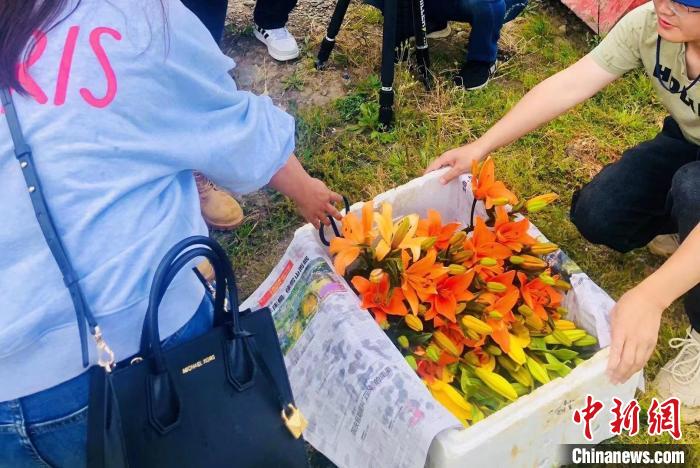 村民采摘百合花?！∪捞量h委宣傳部供圖
