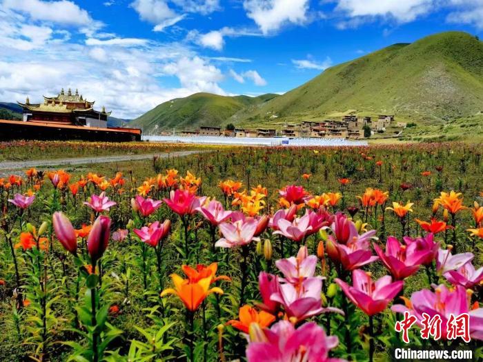 近百畝百合花競(jìng)相開放，景色誘人?！∪捞量h委宣傳部供圖