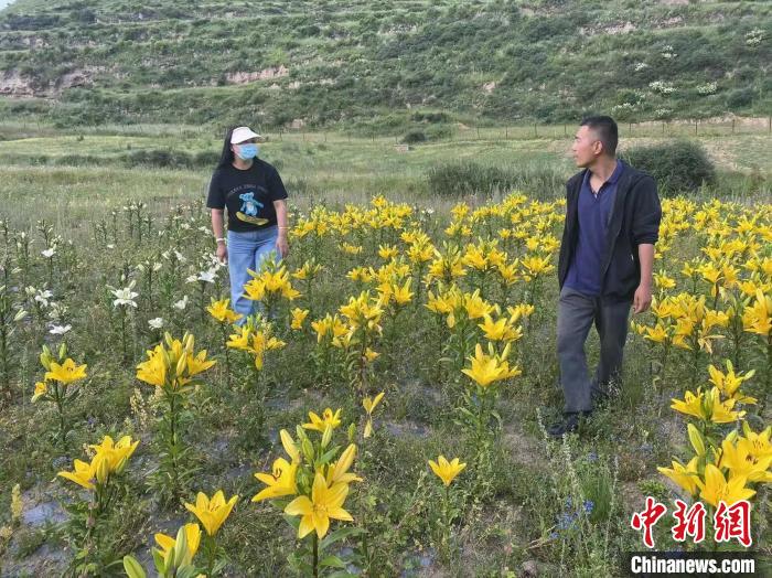 村民采摘百合花?！∪捞量h委宣傳部供圖