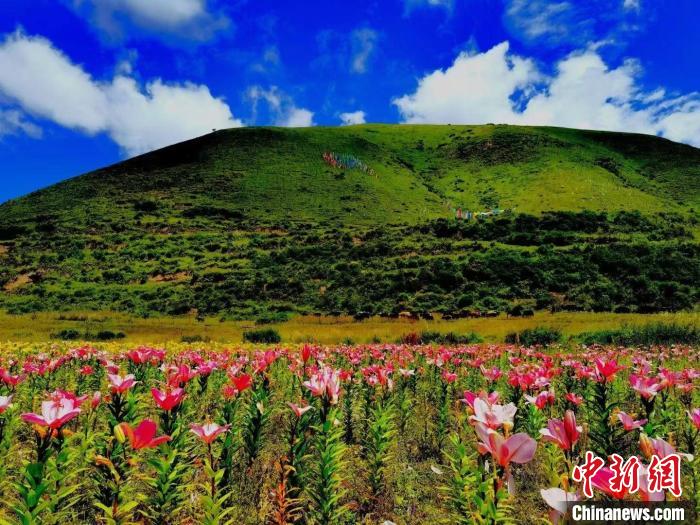 近百畝百合花競(jìng)相開放，景色誘人?！∪捞量h委宣傳部供圖