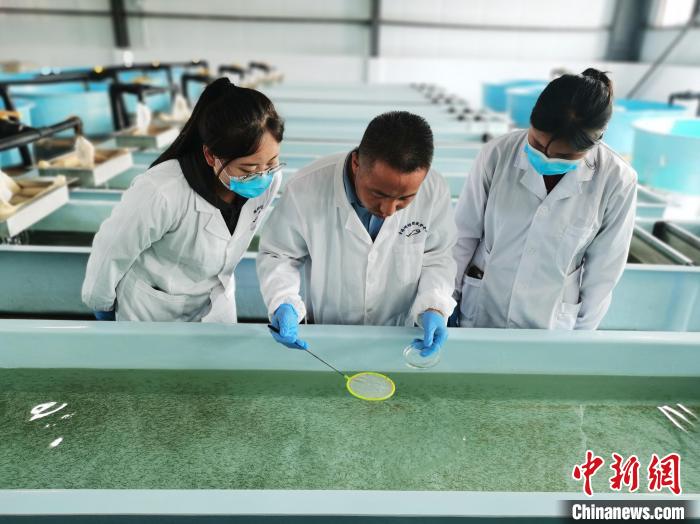 圖為工作人員檢查魚苗?！?zhí)砀?攝