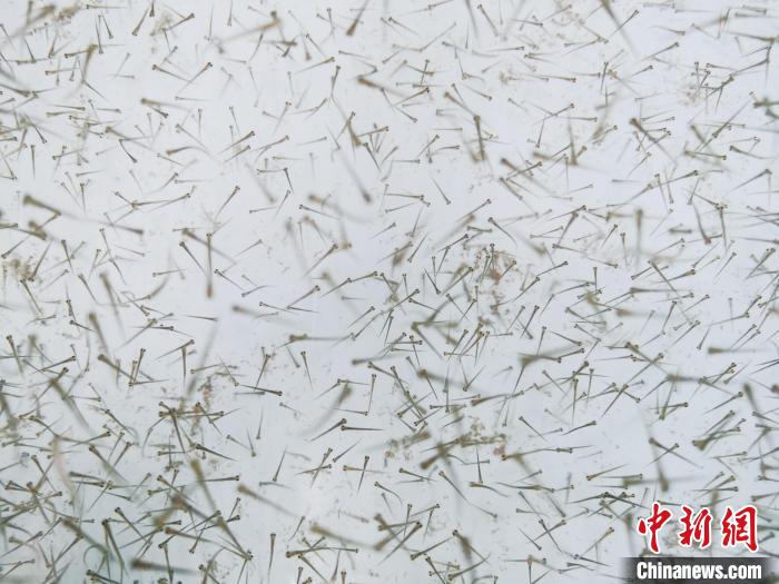 圖為魚苗。　張?zhí)砀?攝