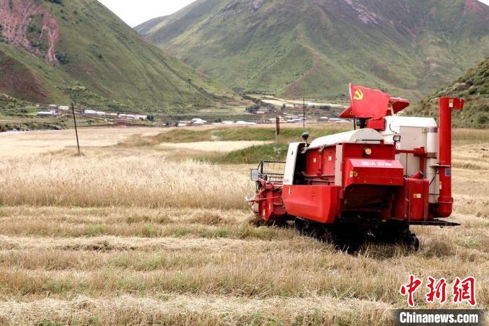 圖為秋收現(xiàn)場?！∮駱渲菸麄鞑抗﹫D