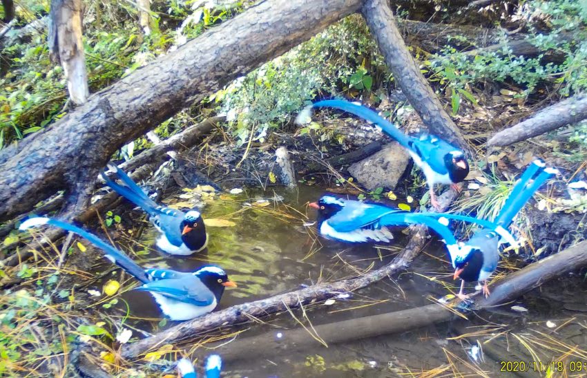 紅嘴藍(lán)鵲。涼山州委宣傳部供圖