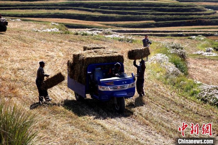 圖為飼草晾曬、打捆?！●R芝芬 攝