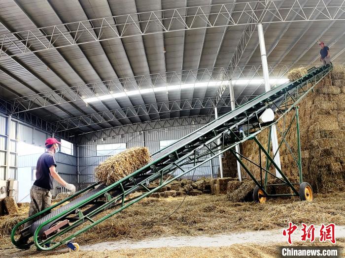 圖為飼草打捆、儲(chǔ)存。　馬芝芬 攝