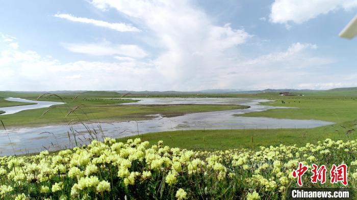 青海澤曲草原見聞：牛羊可“選美”，“生態(tài)畜牧”成招牌