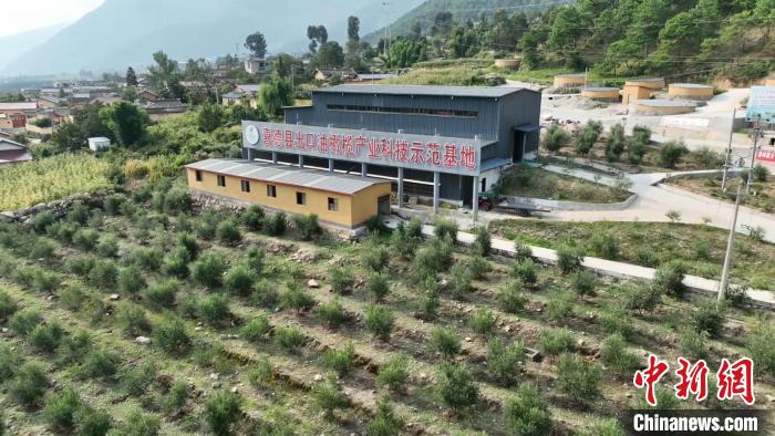 伍合村的油橄欖種植基地?！「呒午?攝