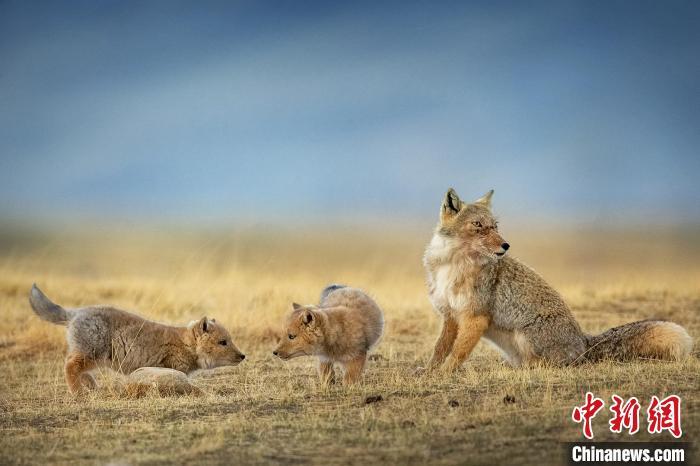 圖為焦生福的作品《居安思?！贰！∏嗪Ｊ∑钸B山自然保護協會供圖