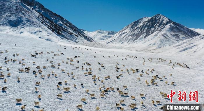 圖為羊群在雪地里覓食。　都蘭縣融媒體中心供圖