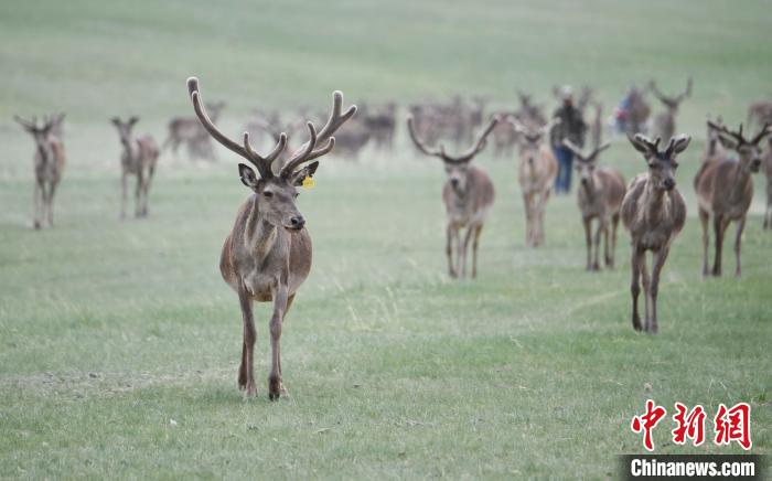 2022年夏日時節(jié)，甘肅張掖市肅南縣祁連山下的馬鹿養(yǎng)殖基地。(資料圖) 楊艷敏 攝