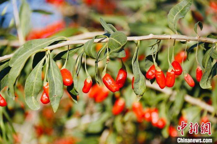 圖為柴達(dá)木盆地有機枸杞?！O睿 攝