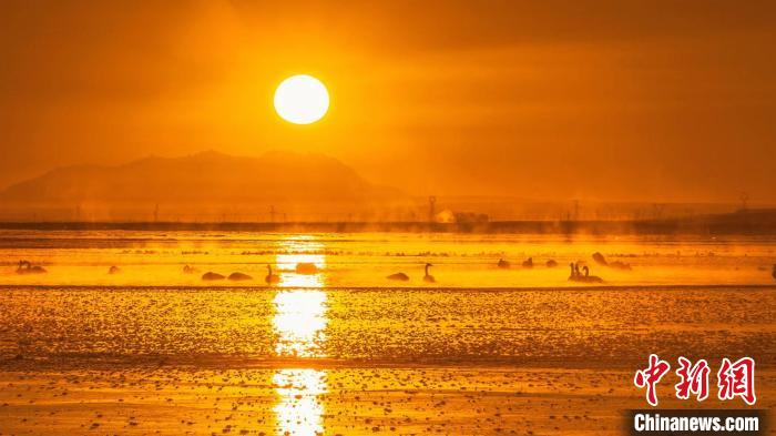 圖為天鵝群在湖中休憩?！『螁⒔?攝