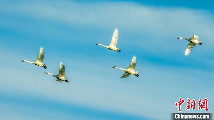 圖為天鵝在空中飛翔。　何啟金 攝
