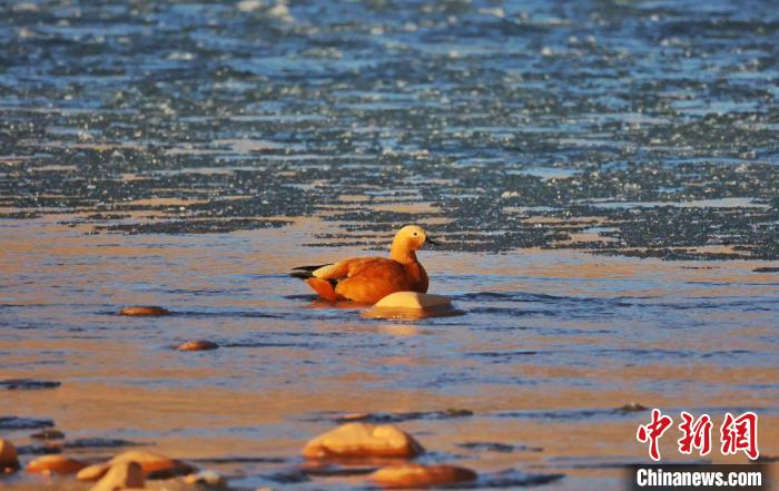 圖為赤麻鴨自在游曳?！“兹斩〔冀?攝