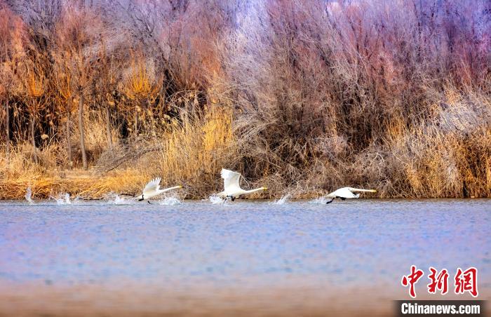 圖為起舞的天鵝與碧波蕩漾的湖面相映成趣。　簡約 攝