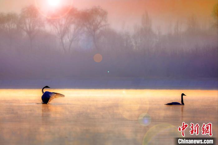 圖為天鵝在湖面嬉戲?！◇泱憔?攝