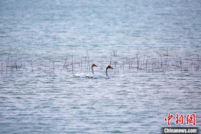 圖為天鵝在湖面嬉戲。　筱筱君 攝