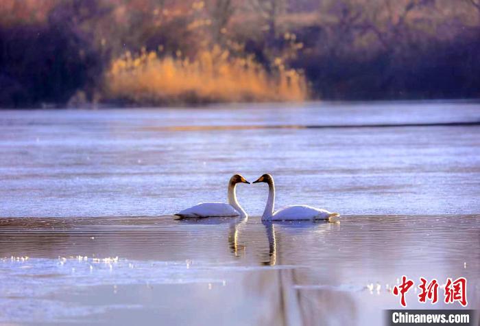 圖為天鵝在湖面嬉戲?！◇泱憔?攝