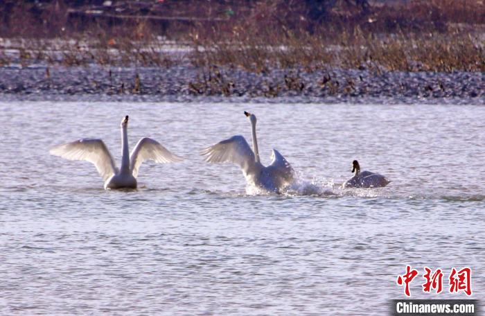 圖為黃河岸畔貴德縣迎來天鵝“做客”?！◇泱憔?攝