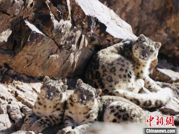 青海都蘭：雪豹、兔猻等多種珍稀野生動物亮相