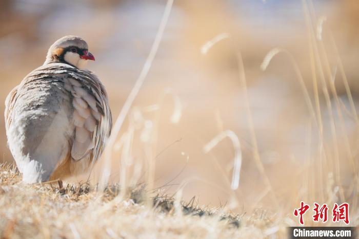 圖為都蘭縣境內(nèi)的鳥類?！±?攝