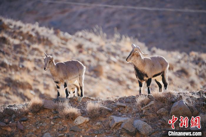 圖為都蘭縣境內(nèi)的野生動物?！±?攝