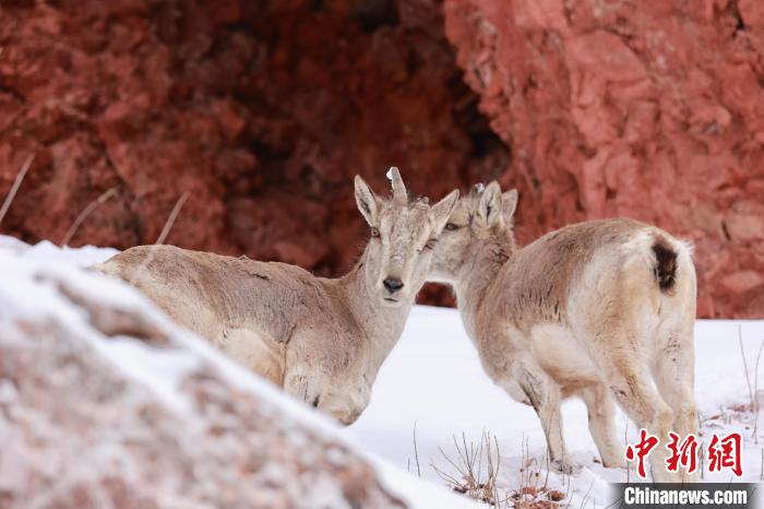 圖為在雪中悠然自得的巖羊?！“兹斩〔冀?攝