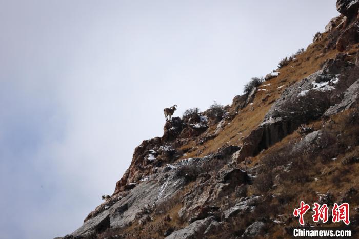 圖為在山崖上站立的巖羊?！“兹斩〔冀?攝