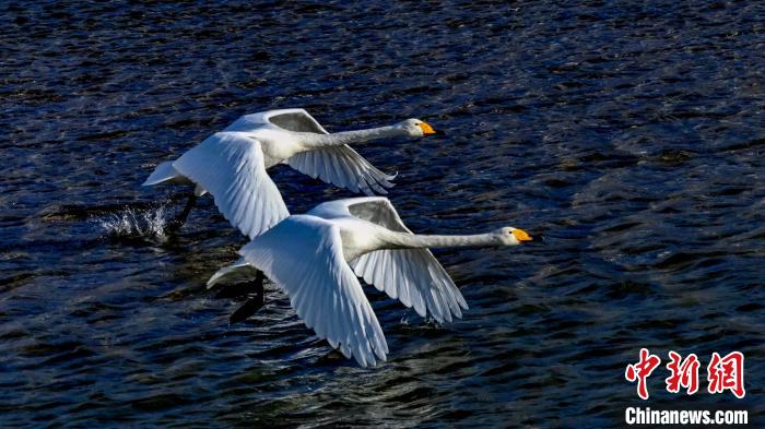 圖為兩只大天鵝?！?yán)桉 攝