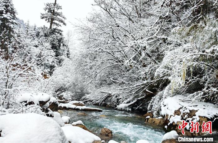 大熊貓國家公園王朗片區(qū)春雪如畫，宛若仙境?！×_春平 攝