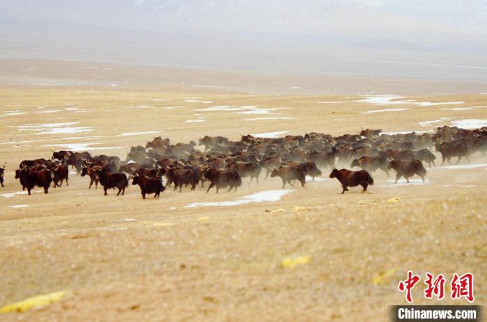圖為青海省治多縣索加鄉(xiāng)的牛群。(資料圖) 治多縣委宣傳部 供圖