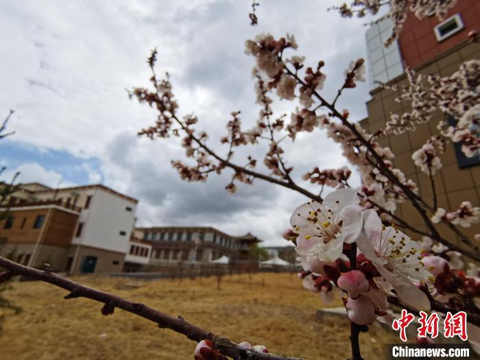 青海：初春遇降雪，百里不同“風”
