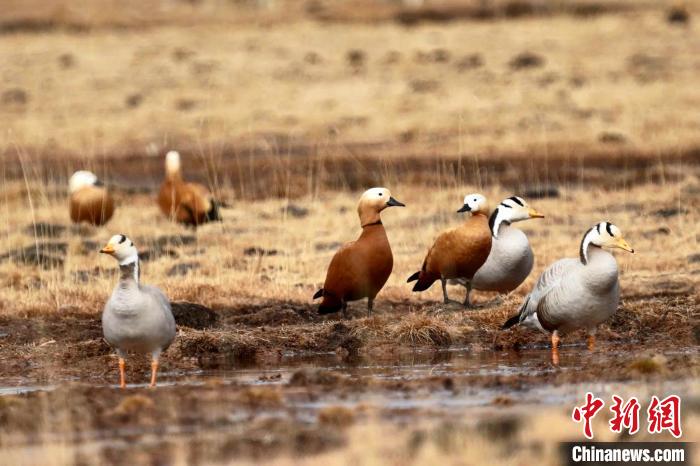 圖為斑頭雁和赤麻鴨?！“?攝