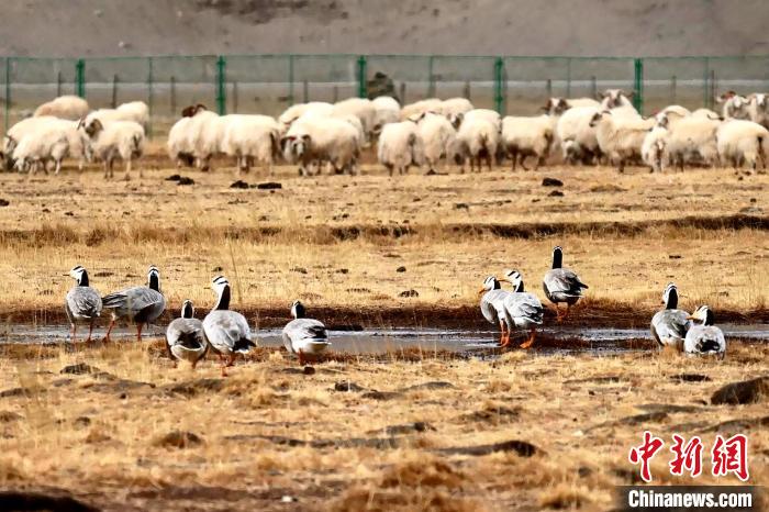 圖為羊群邊的成群斑頭雁?！“?攝
