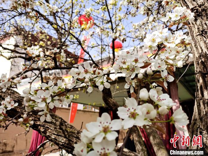 青海尖扎噶達(dá)莊園：百年“后花園”梨花盛開，舉目皆春色
