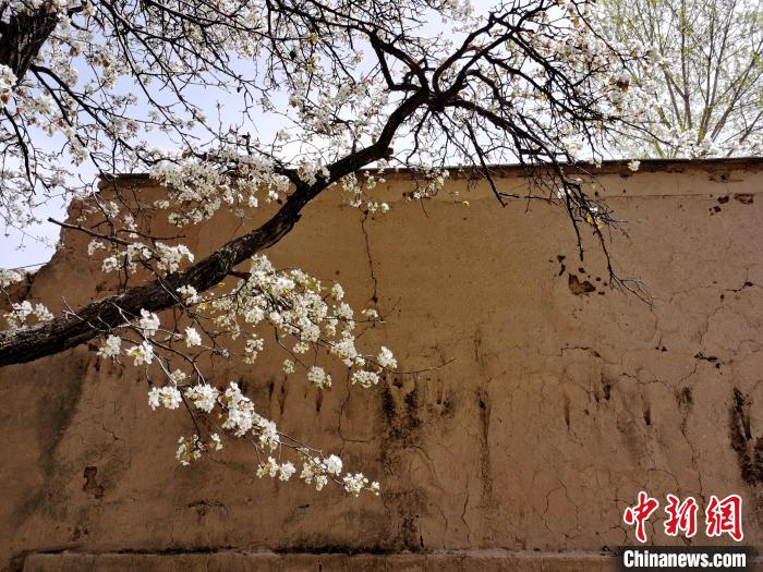 圖為一面土墻旁邊的梨花?！?zhí)砀?攝
