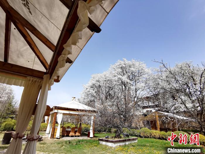 圖為梨花?！?zhí)砀?攝