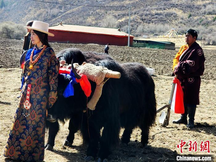 圖為藏族民眾牽著耕牛參加春耕儀式。　王麗山 供圖