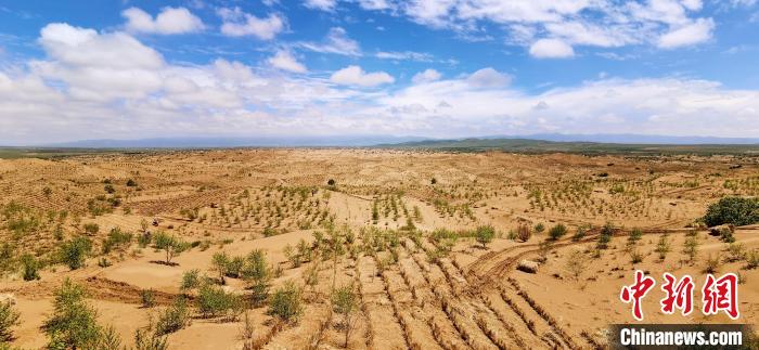 資料圖為貴南縣黃沙頭的防沙治沙草方格?！∑钤鲚?攝
