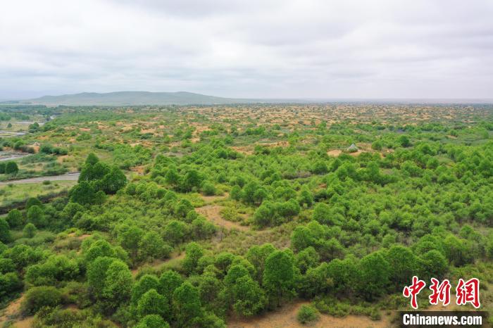 資料圖為航拍黃沙頭防沙治沙區(qū)植被。　祁增蓓 攝