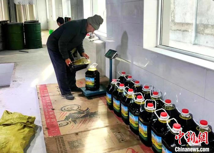 圖為高原油菜籽榨出的菜籽油?！埖么?攝