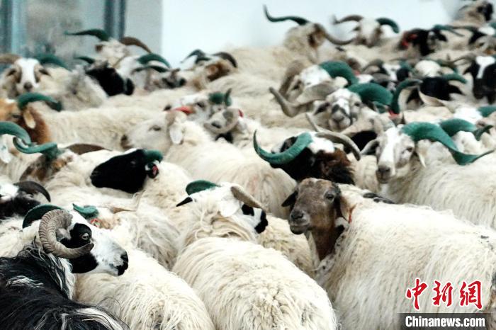 圖為被評為國家農(nóng)產(chǎn)品地理標(biāo)志保護(hù)產(chǎn)品的剛察藏羊進(jìn)場入圈?！〔讨绢?攝