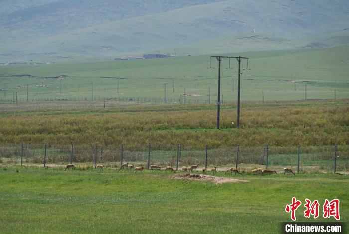 圖為成群普氏原羚在草場上愜意覓食，悠閑自在?！●R銘言 攝