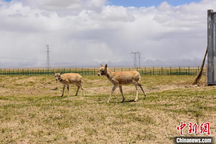 圖為可可西里國(guó)家級(jí)自然保護(hù)區(qū)內(nèi)的藏羚羊。　張虎魁 攝
