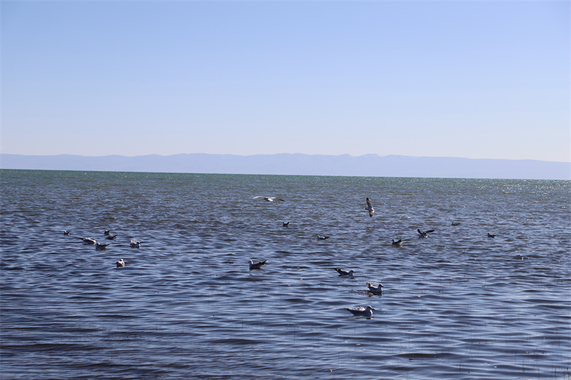 青海湖北岸仙女灣。才旦桑吾攝