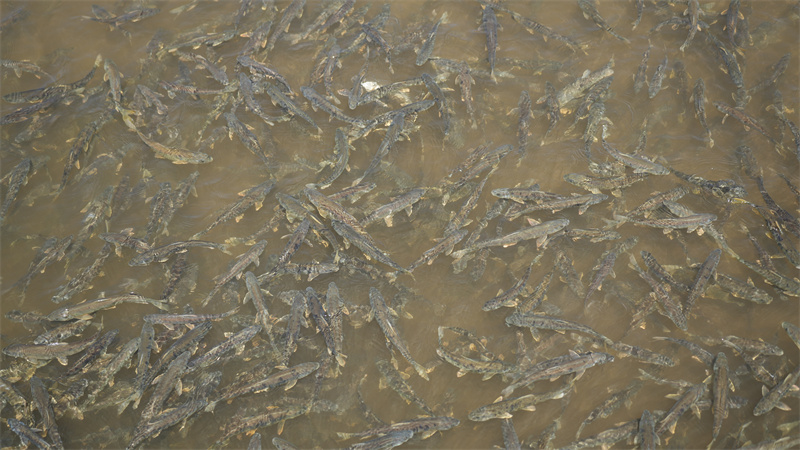 青海湖裸鯉。